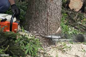 Best Tree Mulching  in Devon, PA
