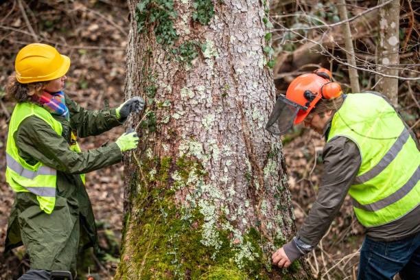 Best Tree Cabling and Bracing  in Devon, PA