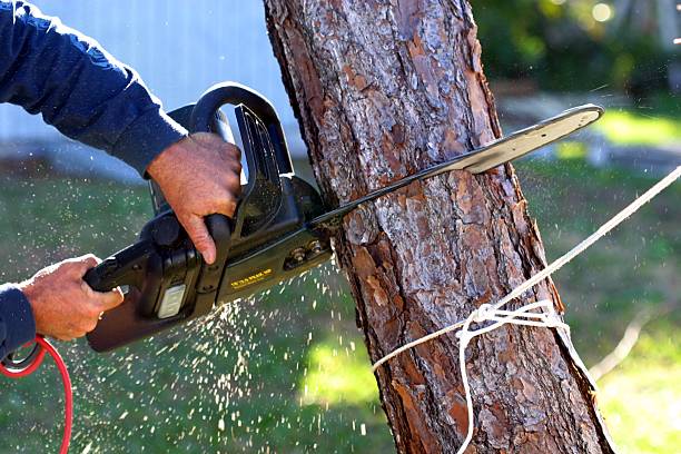 Best Lawn Pest Prevention  in Devon, PA