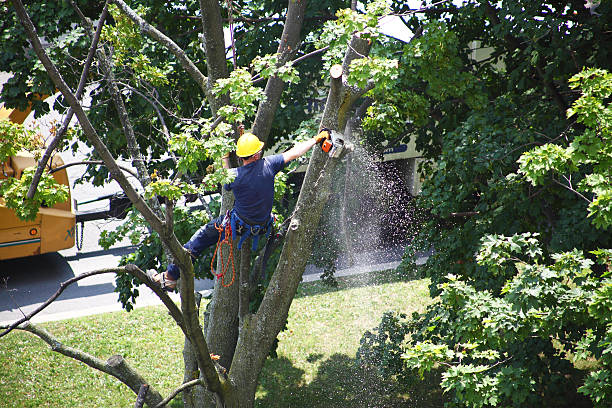Best Lawn Irrigation Installation and Maintenance  in Devon, PA