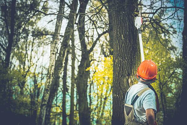 Trusted Devon, PA Tree Care Experts