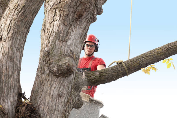 How Our Tree Care Process Works  in  Devon, PA